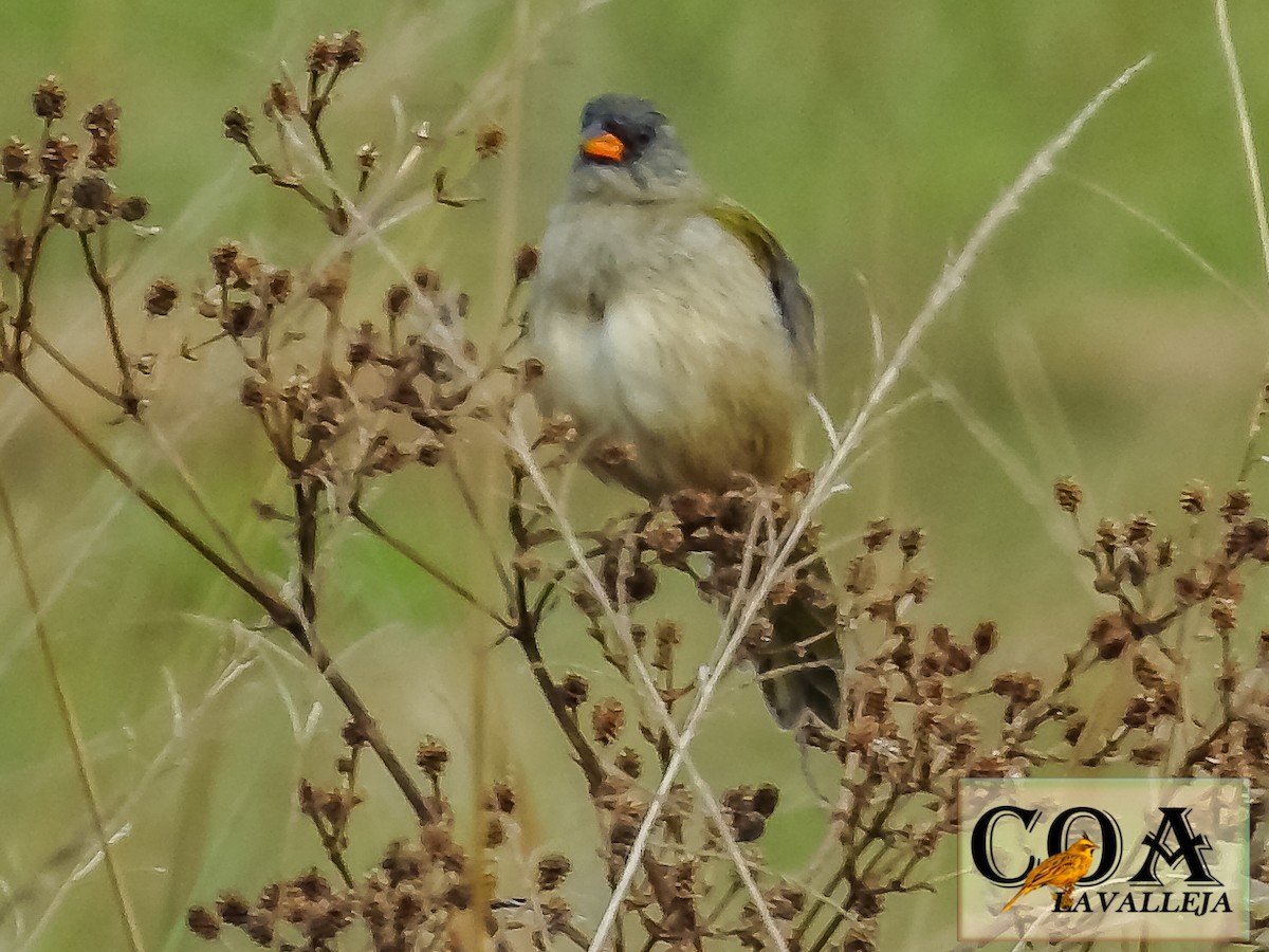 Great Pampa-Finch - ML148832231