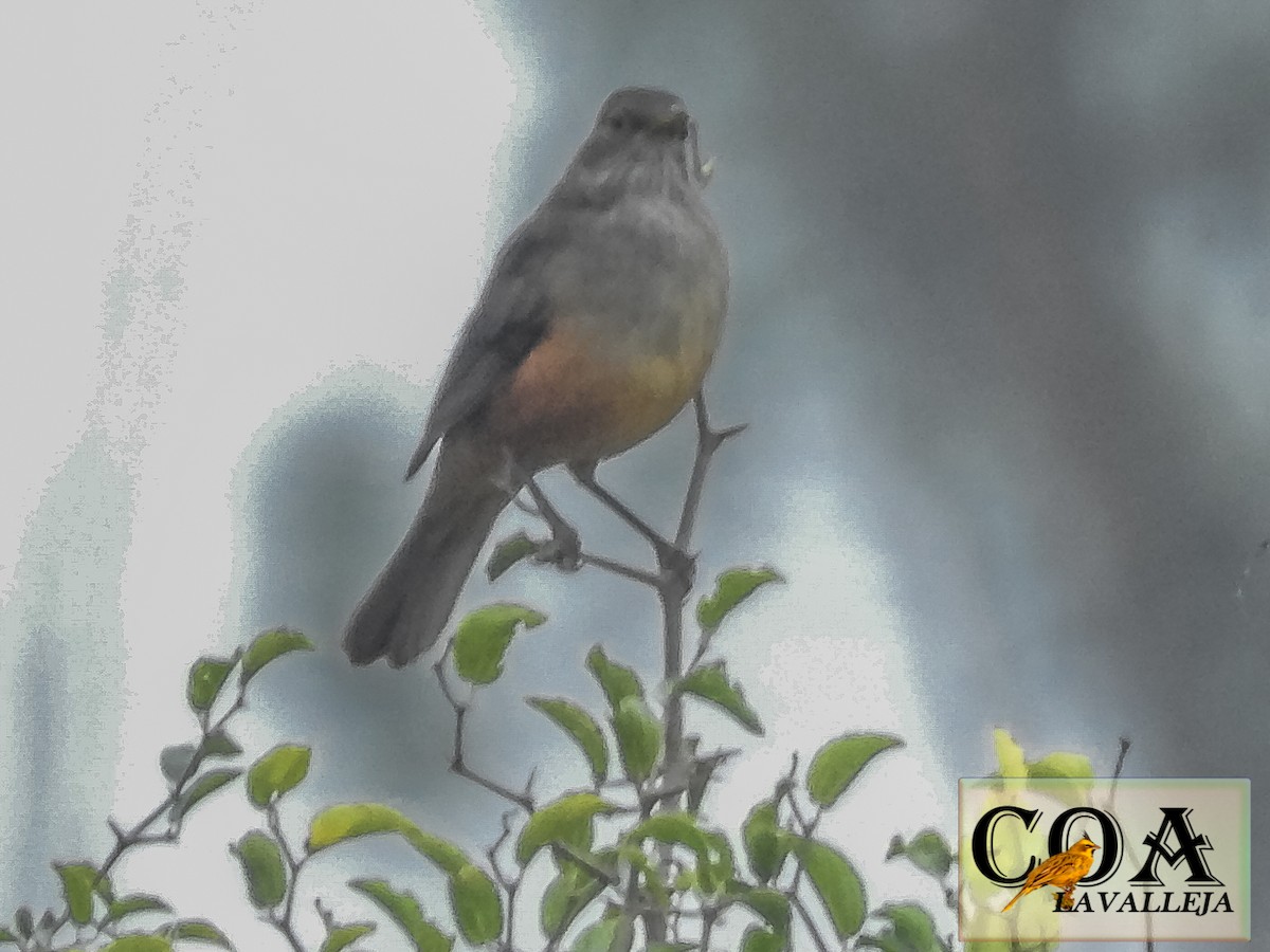 Rufous-bellied Thrush - ML148832541