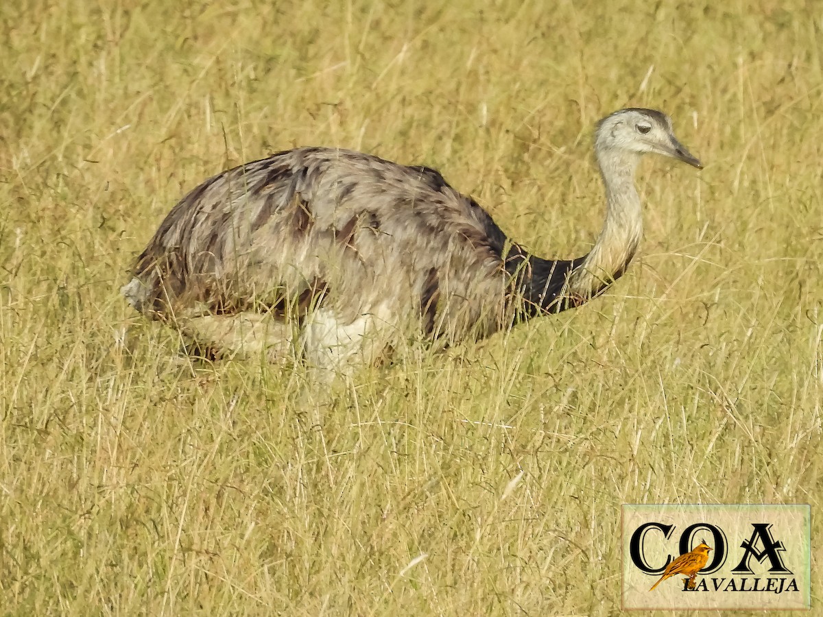 Greater Rhea - Amed Hernández