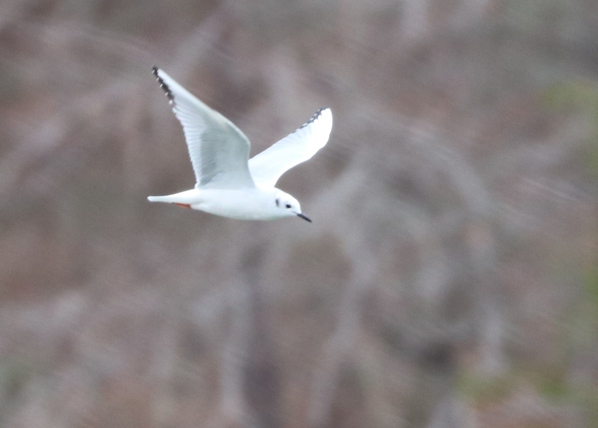 Bonaparte's Gull - ML148835051