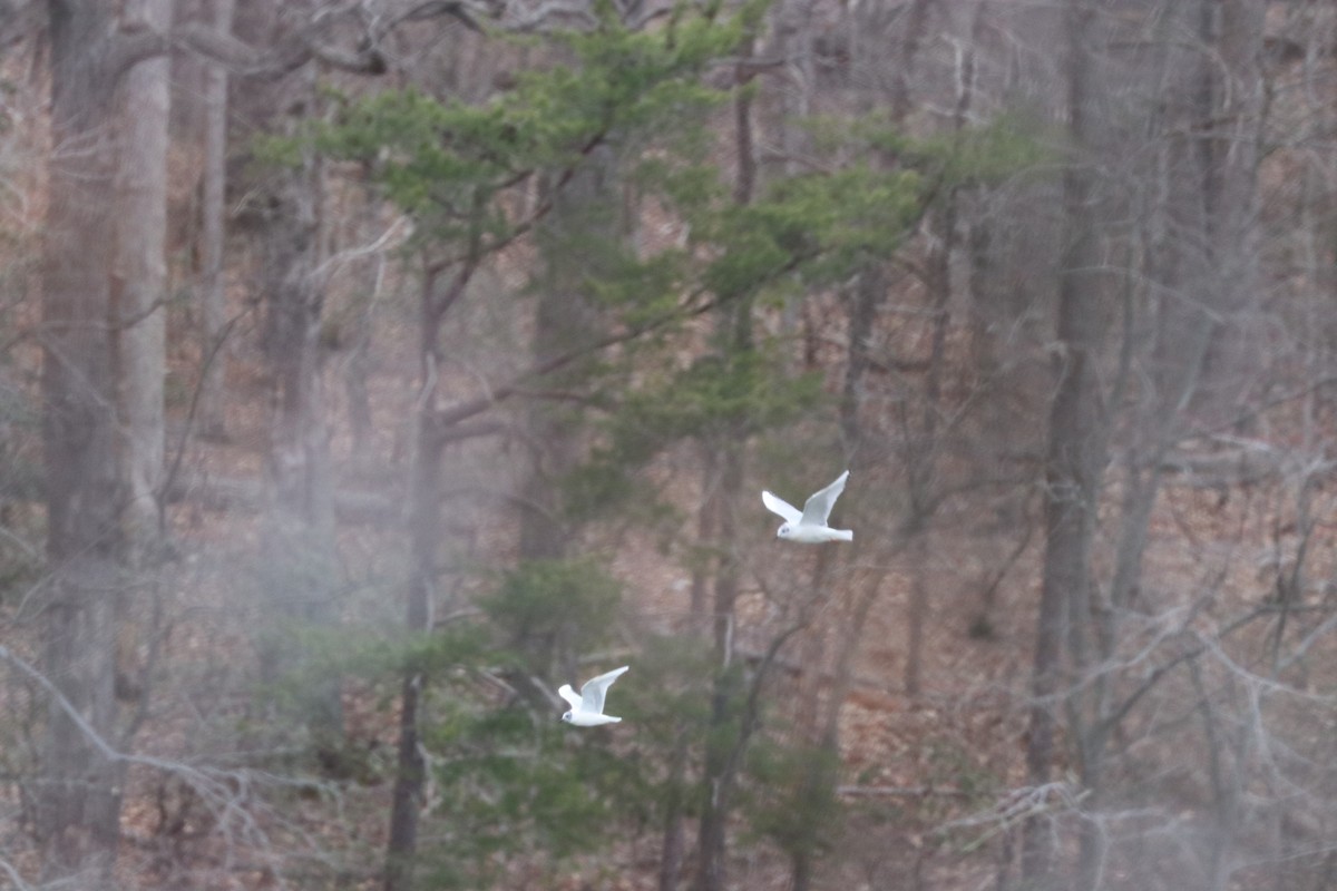 Bonaparte's Gull - ML148835611