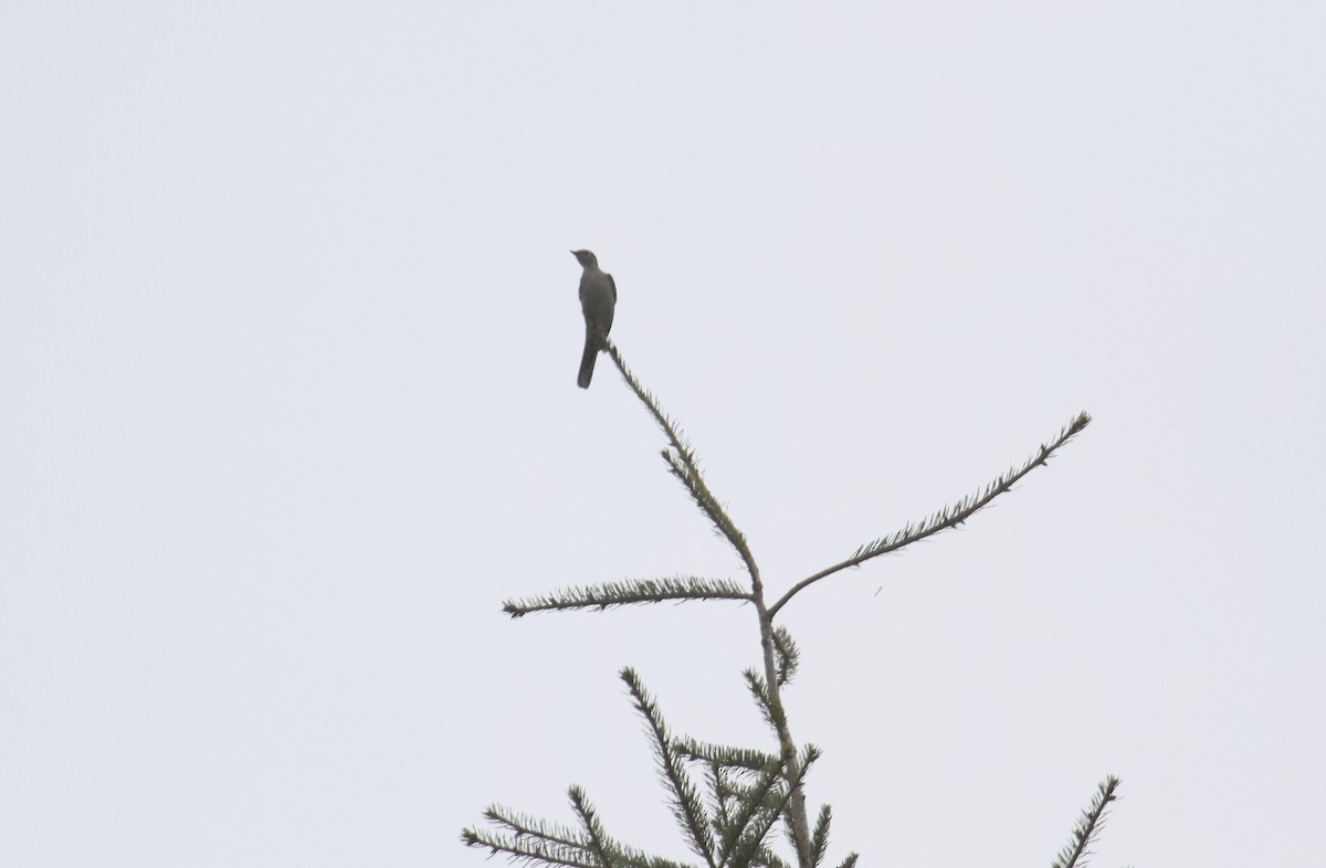 Townsend's Solitaire - ML148836171