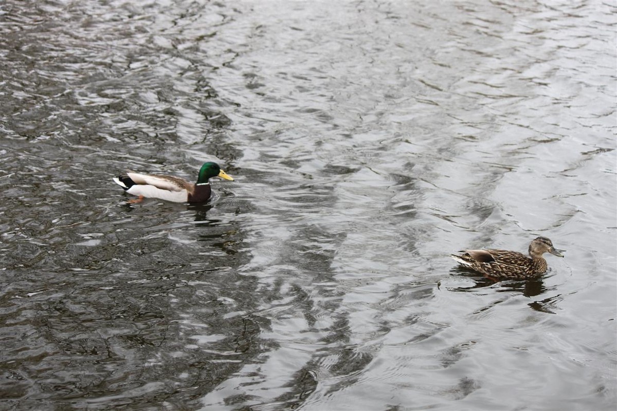 Canard colvert - ML148838461