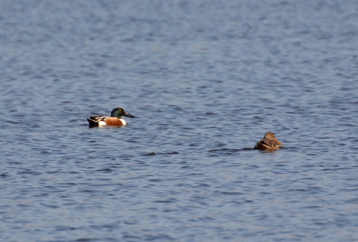 Northern Shoveler - ML148838481