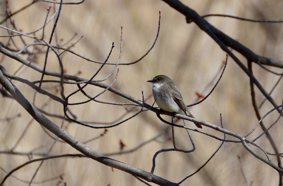 Eastern Phoebe - ML148838931