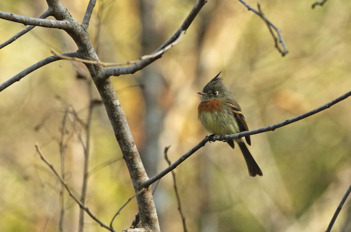 Belted Flycatcher - ML148840691