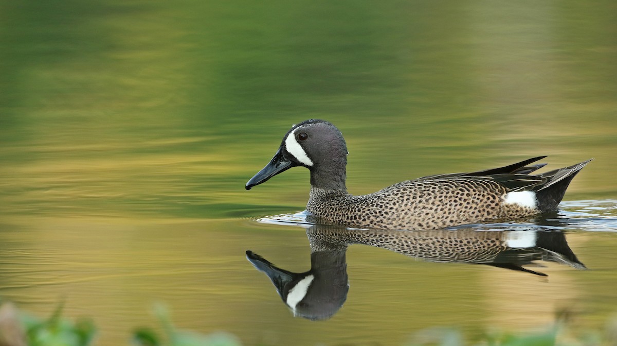 Blue-winged Teal - ML148841561