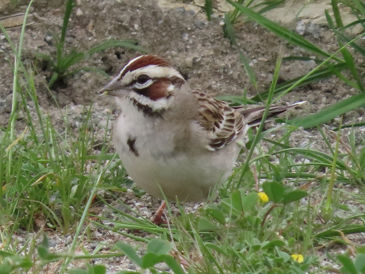 Lark Sparrow - Barry Langdon-Lassagne