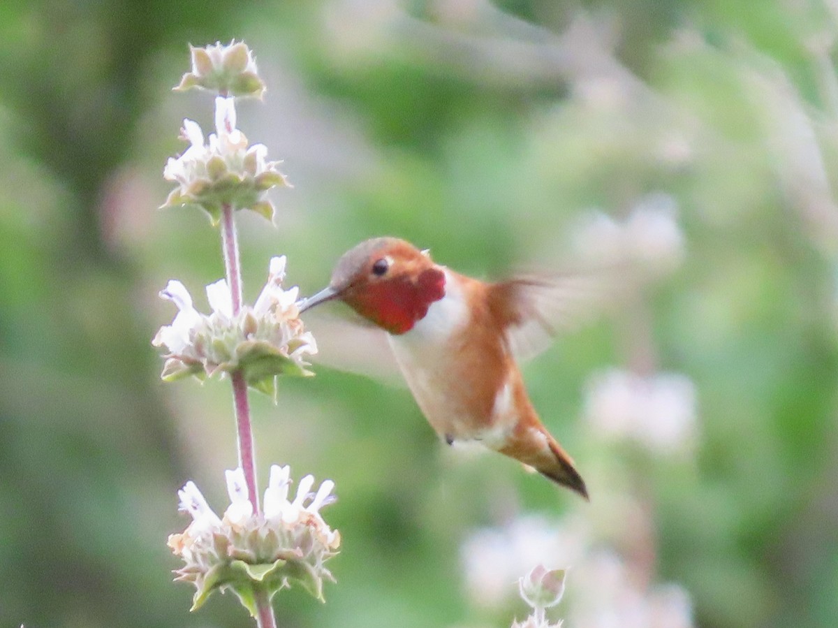 Colibrí Rufo - ML148842011