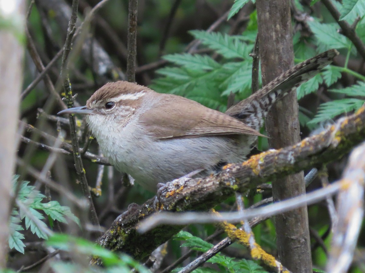 Bewick's Wren - ML148842081