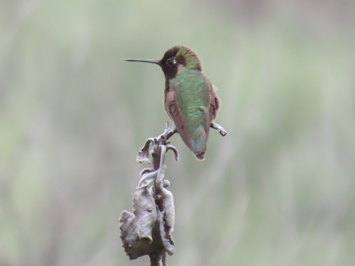 Colibrí de Anna - ML148842161