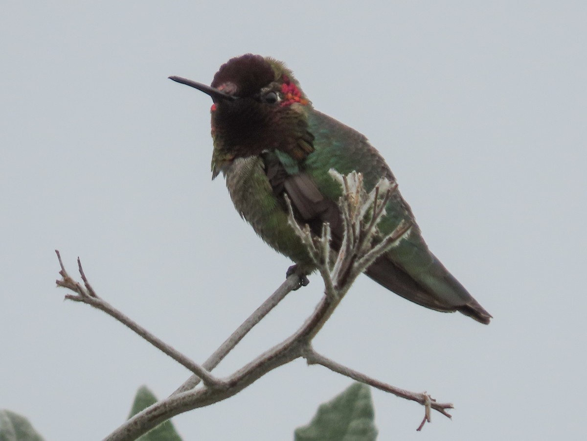 Colibrí de Anna - ML148842191