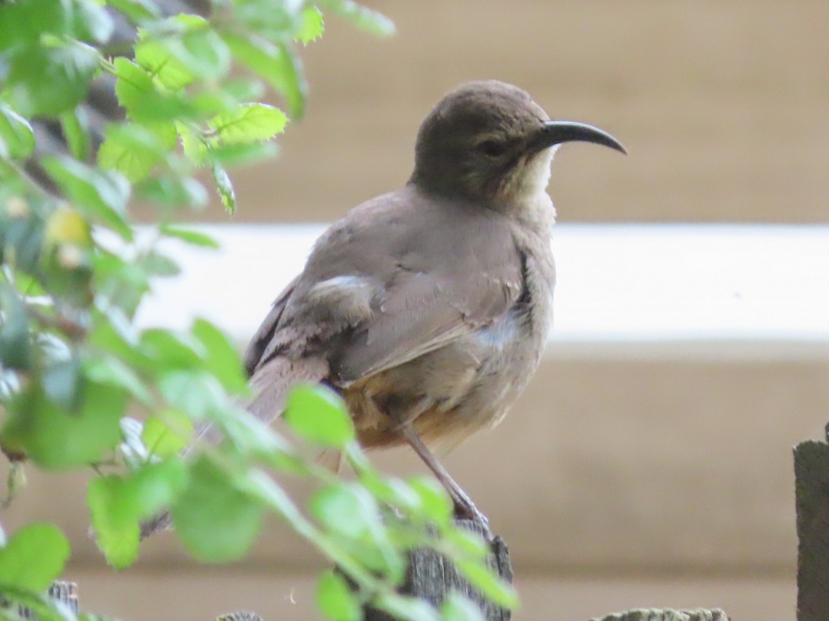 California Thrasher - ML148842901