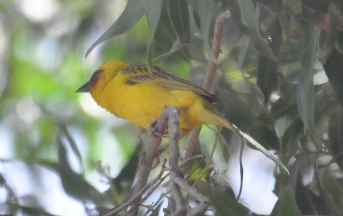 Rüppell's Weaver - ML148842931