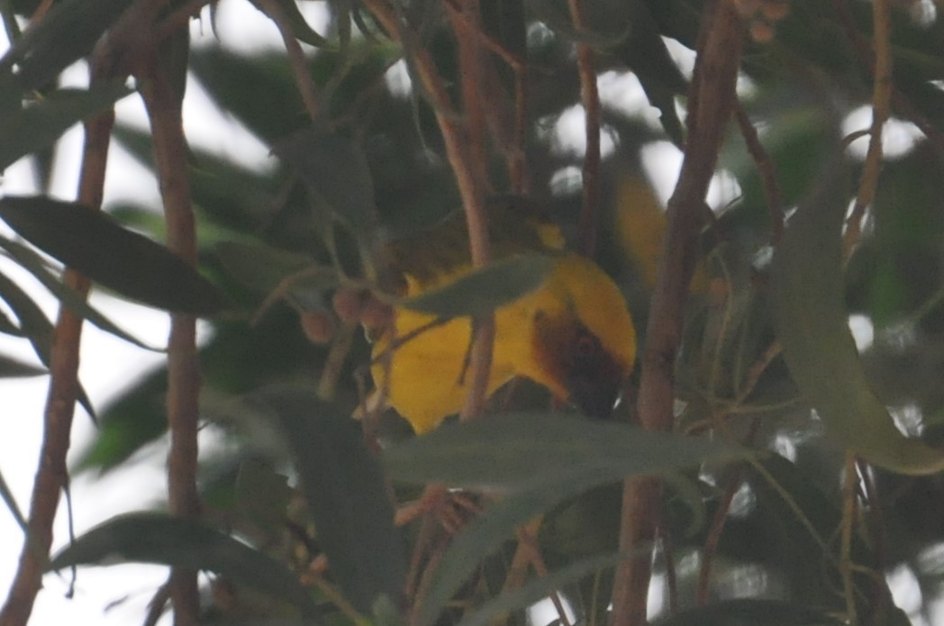 Tejedor de Rüppell - ML148843031