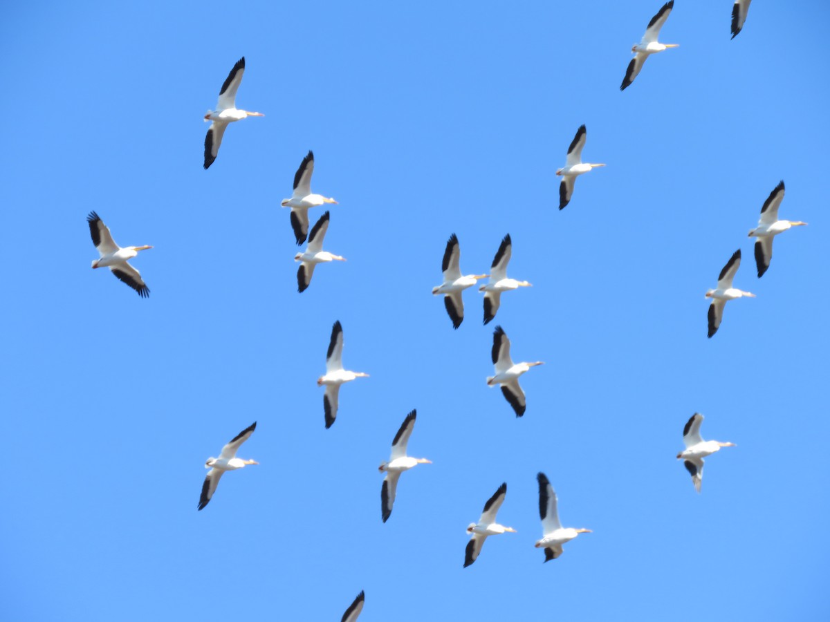 American White Pelican - ML148843101