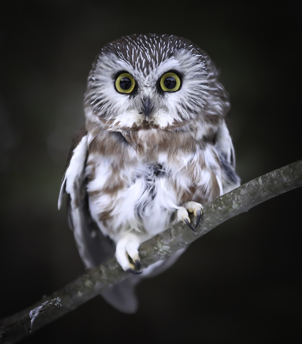 Northern Saw-whet Owl - ML148845201