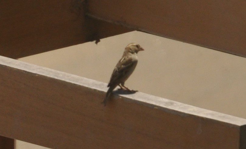 Gorrión Somalí - ML148845441