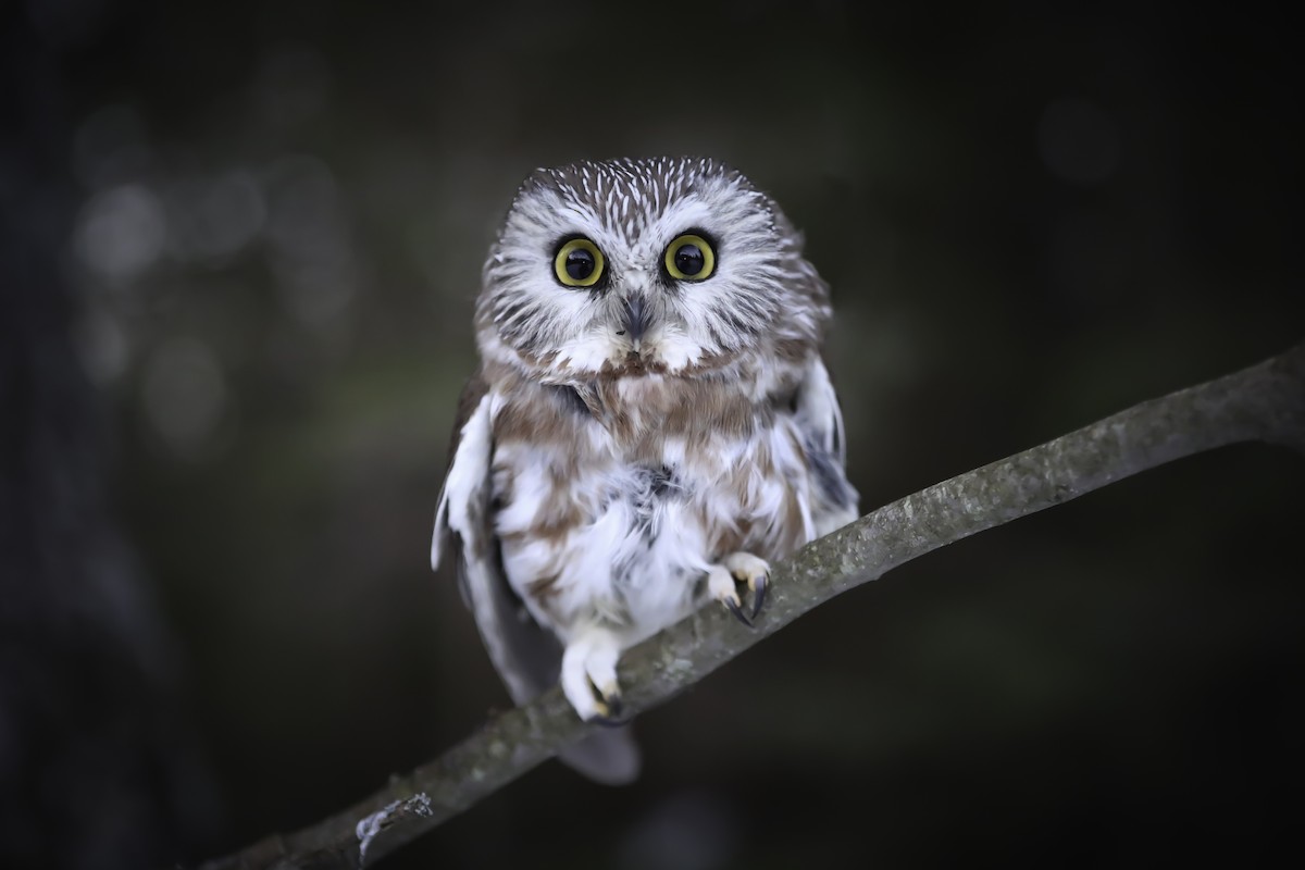 Northern Saw-whet Owl - ML148845691