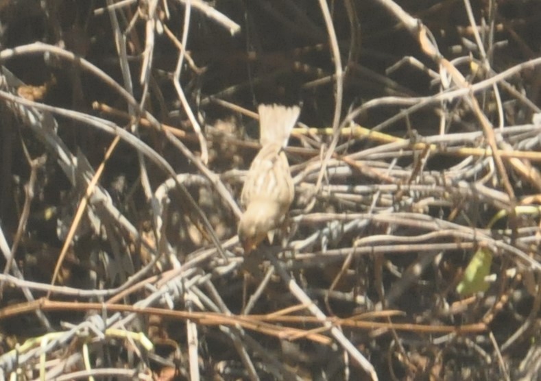 Gorrión Somalí - ML148846181