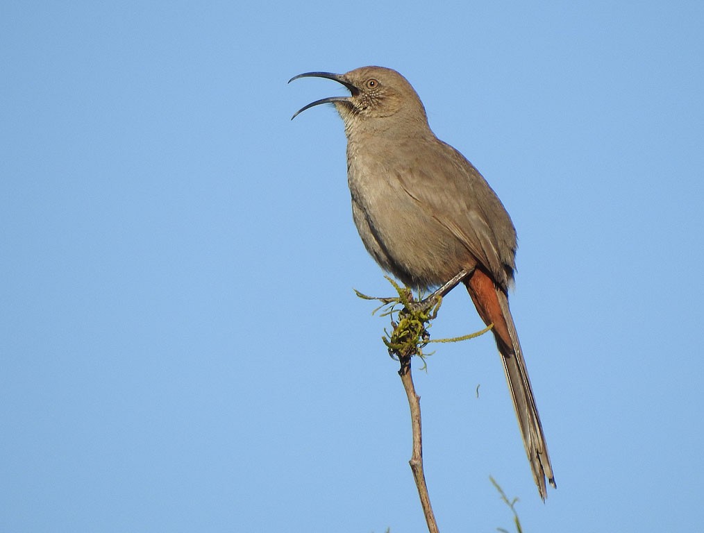 Crissal Thrasher - ML148846671