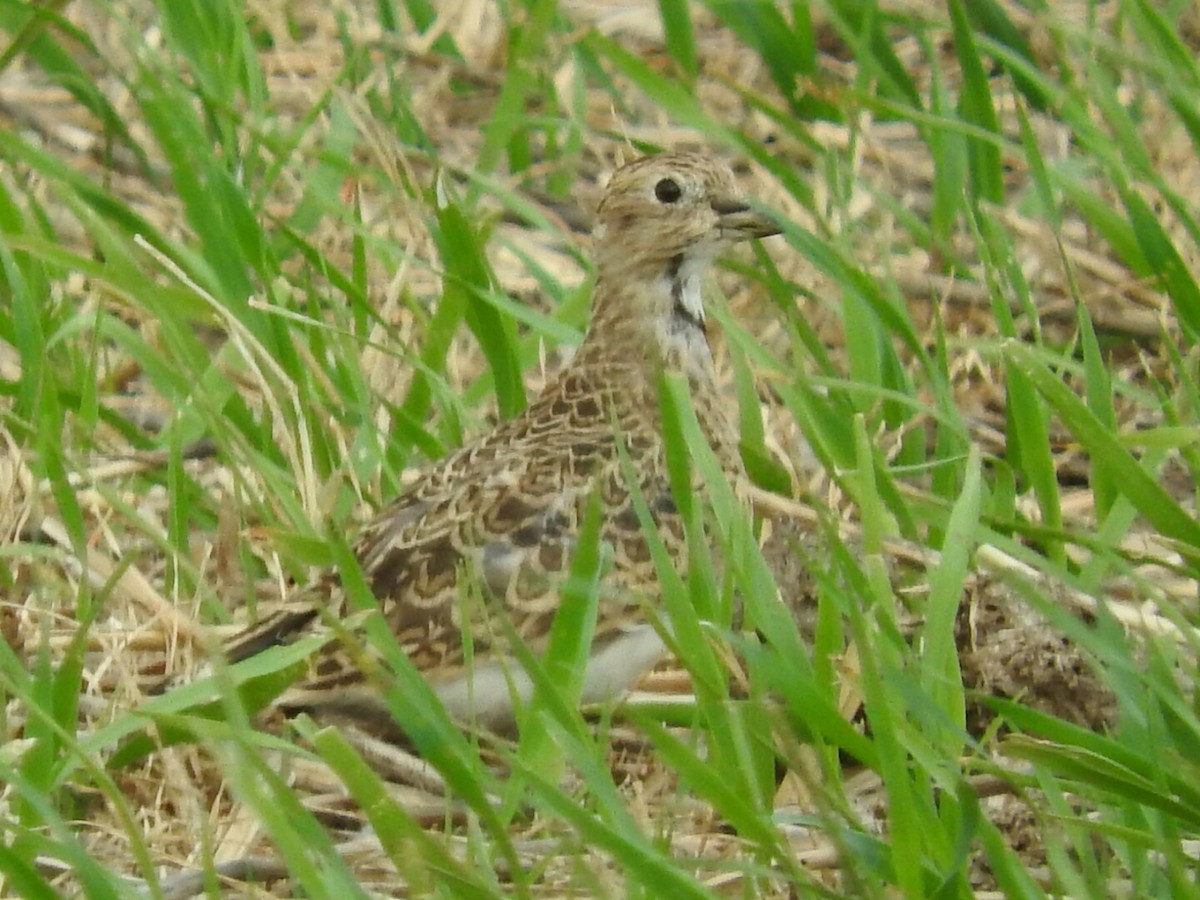 Least Seedsnipe - ML148846951