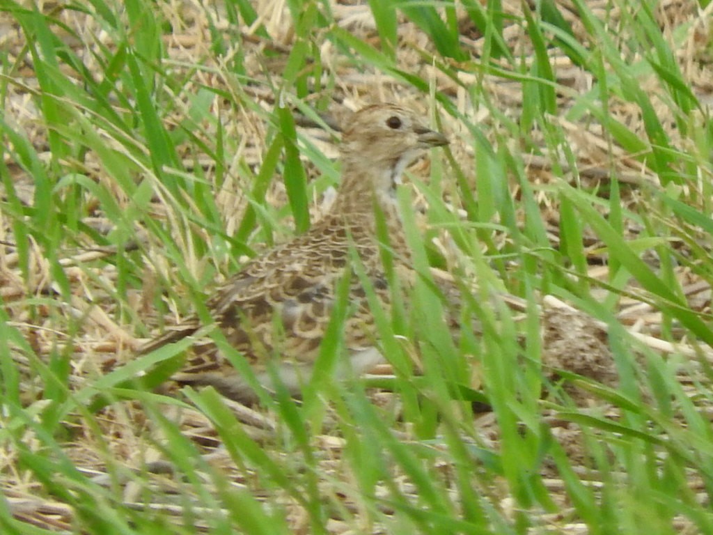 Least Seedsnipe - ML148847001