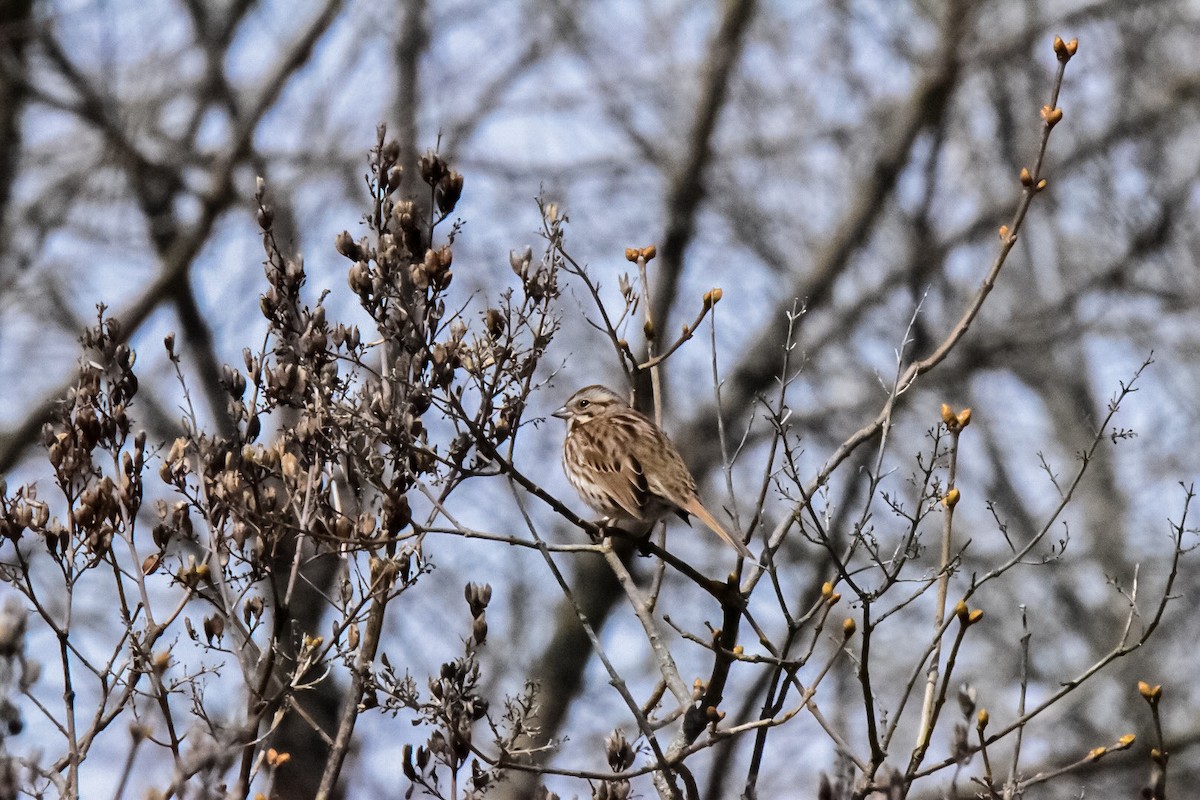 Song Sparrow - Carly Rodgers