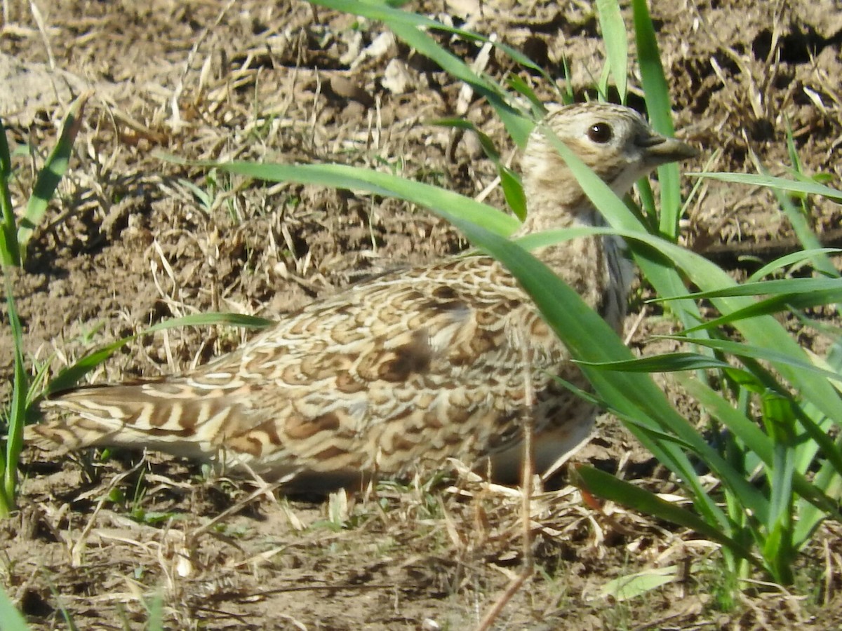 Least Seedsnipe - ML148850361