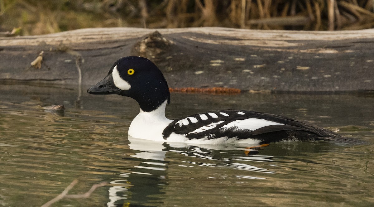 Barrow's Goldeneye - Ian Routley