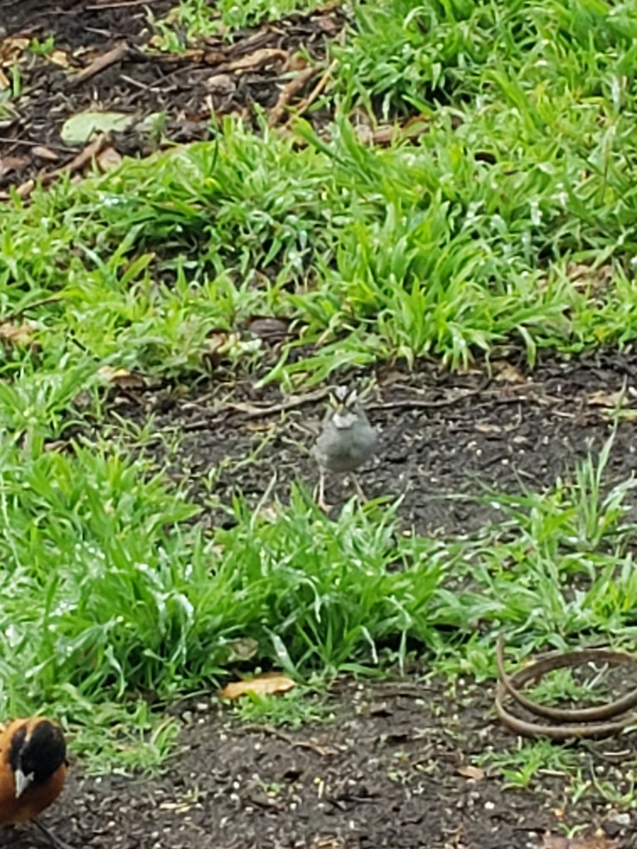 White-throated Sparrow - ML148853331