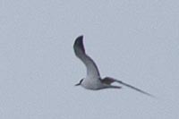 Sooty Tern - ML148853741