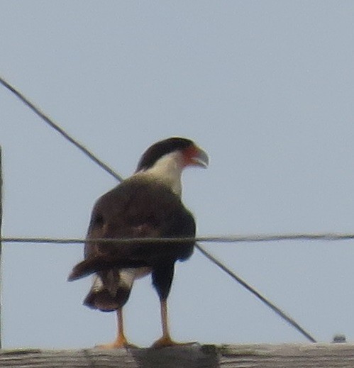Crested Caracara (Northern) - ML148855211