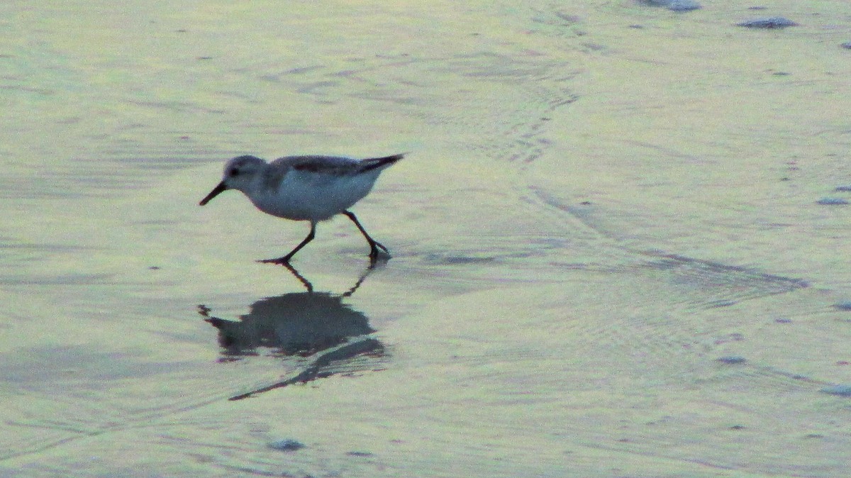 Bécasseau sanderling - ML148855921