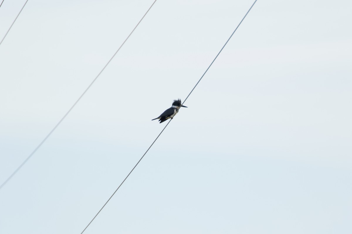 Belted Kingfisher - ML148856391