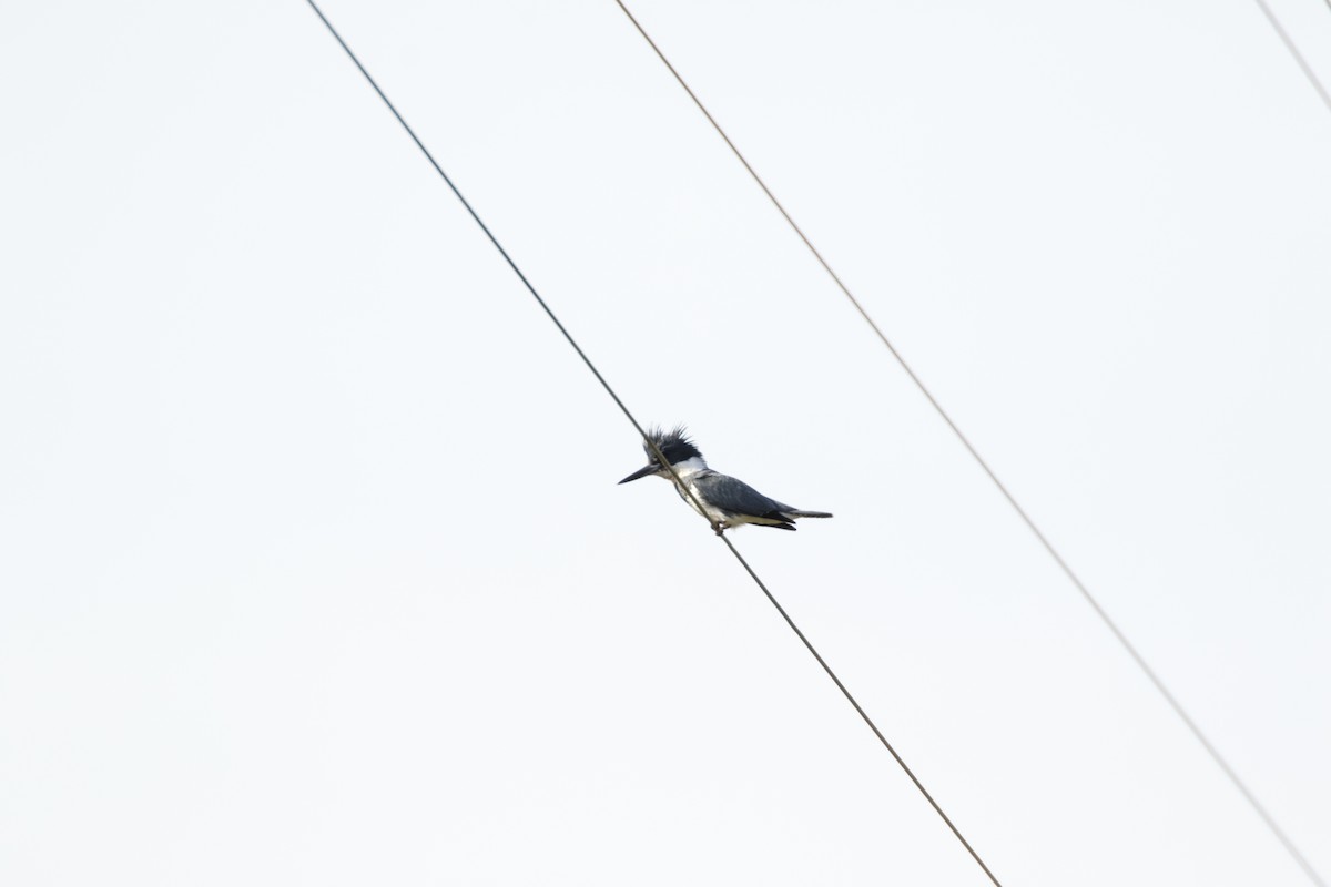 Belted Kingfisher - ML148856461