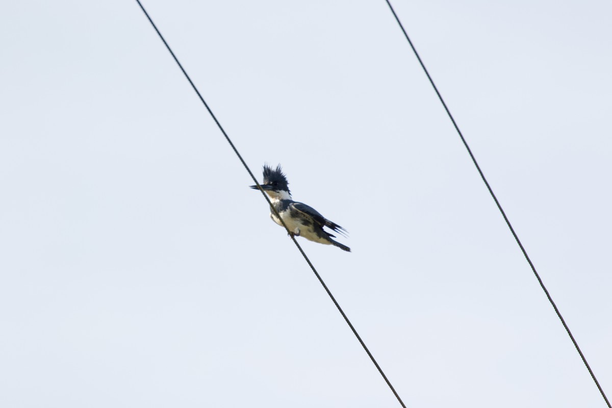 Belted Kingfisher - ML148856471