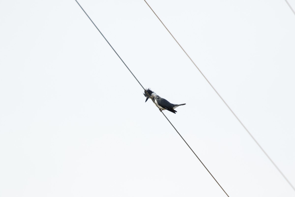 Belted Kingfisher - ML148856481