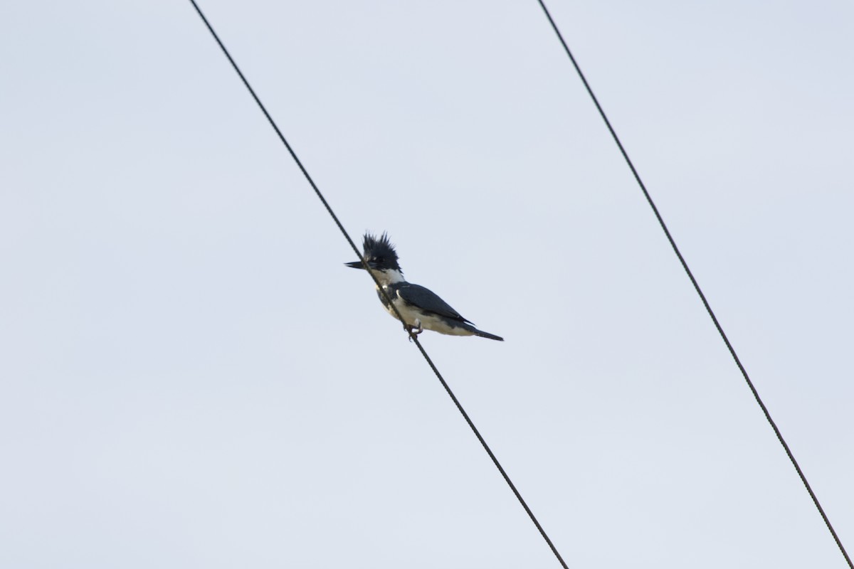 Belted Kingfisher - ML148856511