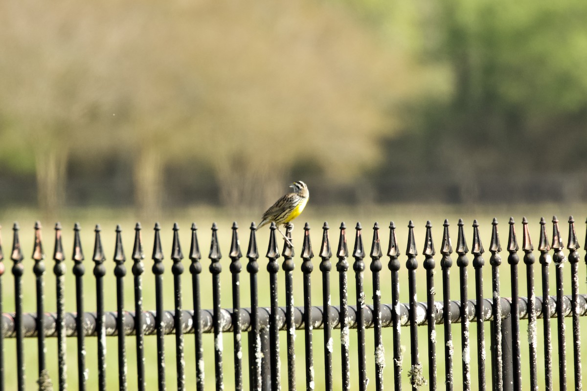 Eastern Meadowlark - ML148856921