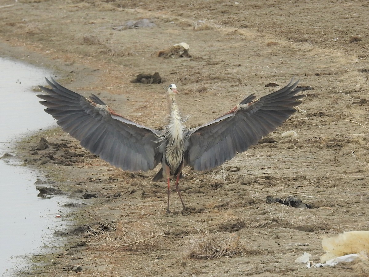 Great Blue Heron - ML148857451