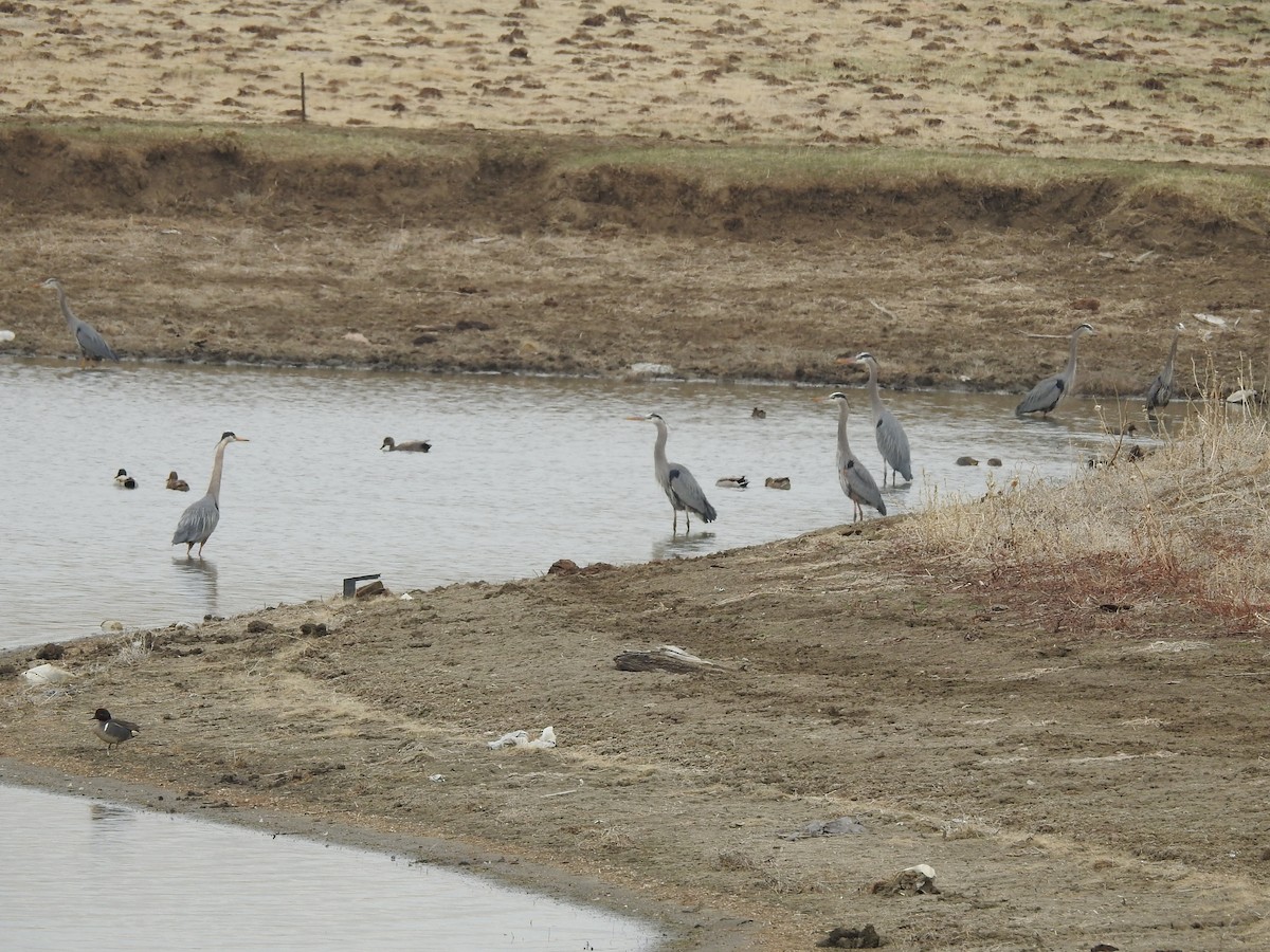 Great Blue Heron - ML148857481