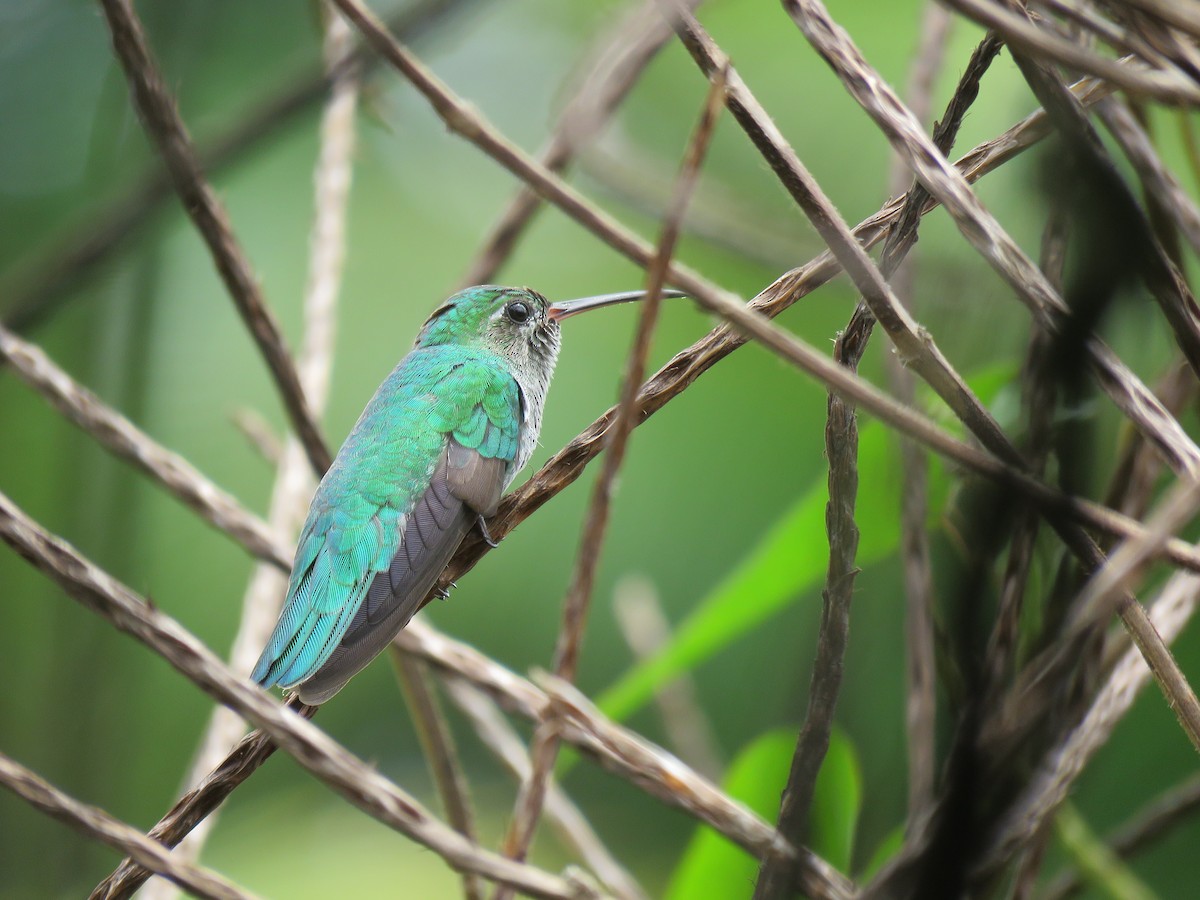 kolibřík zelenoocasý - ML148859691