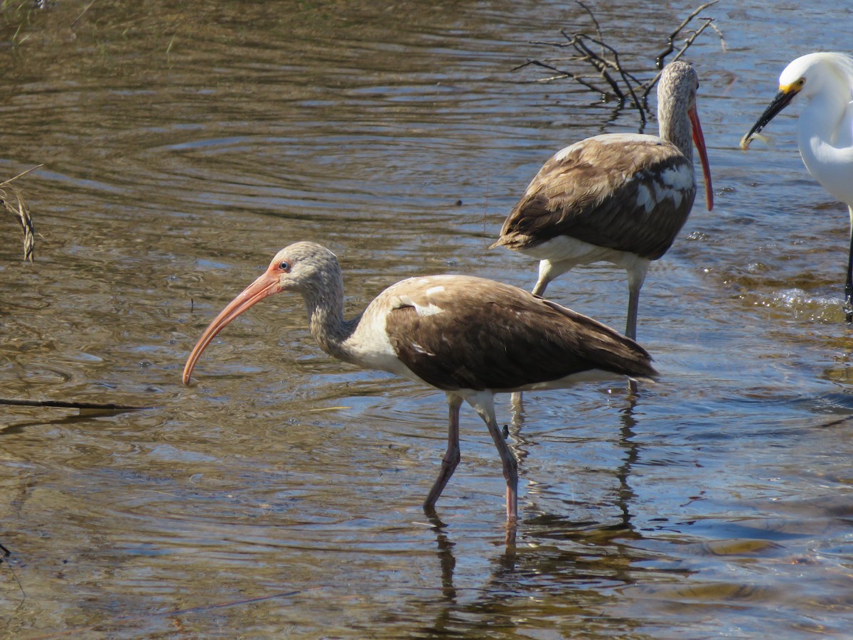 White Ibis - Robert Wood