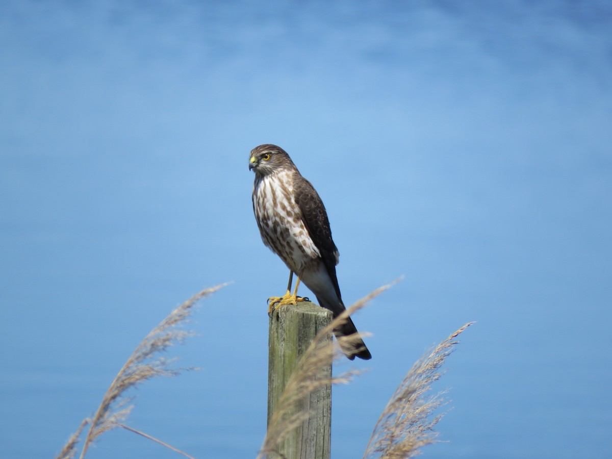 Sharp-shinned Hawk - ML148859791