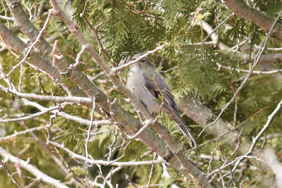 Townsend's Solitaire - ML148860171