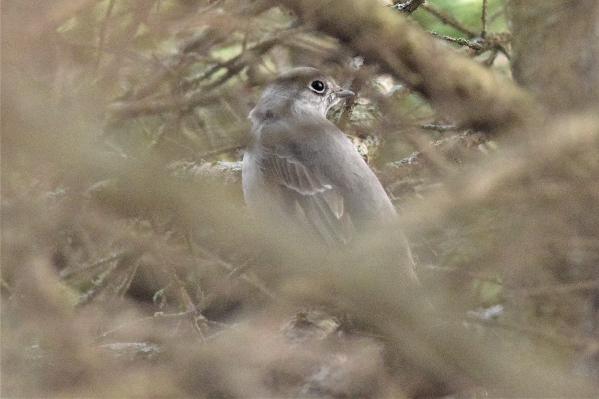 Townsend's Solitaire - ML148860231