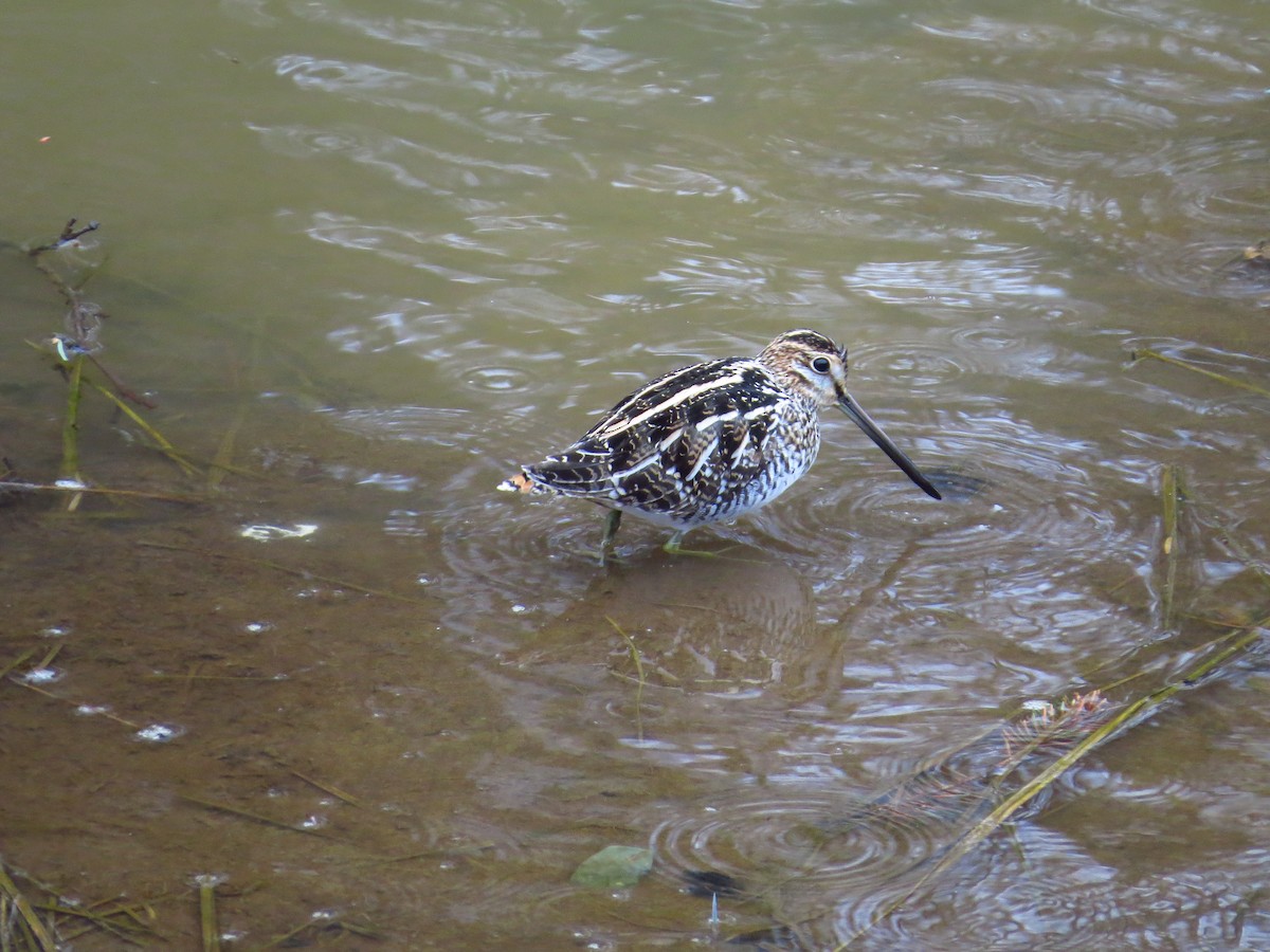 bekasina severoamerická - ML148861511