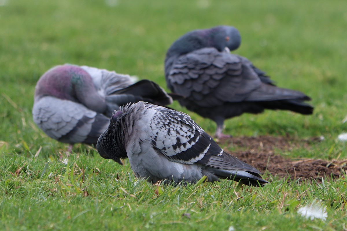 Rock Pigeon (Feral Pigeon) - ML148862121