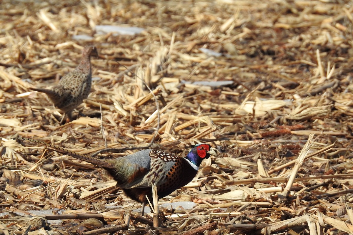 Ring-necked Pheasant - Dan Belter